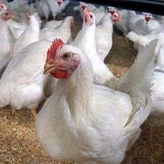 BEMB funds poultry research projects