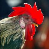 Bird flu campaign fails to improve awareness