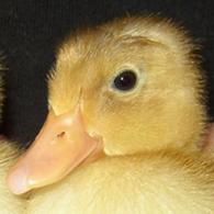 Dutch ducklings suspected source of UK bird flu