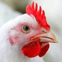 Australian poultry producers eyeing chicken farming in Malaysia