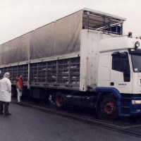 EU proposes new transport rules for livestock safety