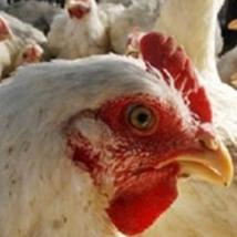UK: reliance on poultry imports continues to grow