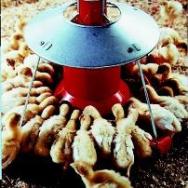 Research: feeding turkeys corn distillers grains