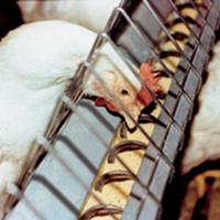 Poultry feed costs: no short-term issue, says BPC