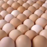UK’s largest egg farm underway