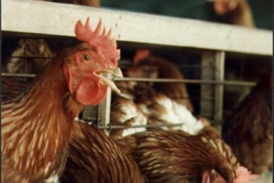 Lower ammonia emission from poultry on high fibre diets