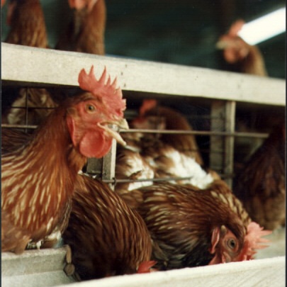 Lower ammonia emission from poultry on high fibre diets