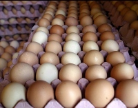 Australia: Salmonella outbreak caused by raw eggs
