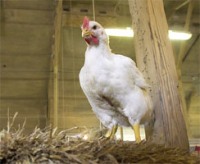 UK: RSPCA campaign against poorly reared chickens