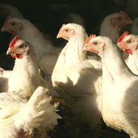 Bangladesh: A tough 2008 ahead for the poultry sector