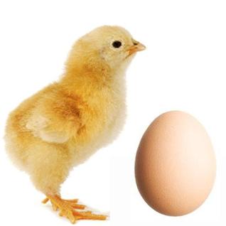 Chickens and eggs – leaders in energy performance
