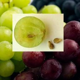 Grape seed extract – a natural antioxidant for chicken meat
