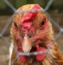PuriCore tested to kill bird flu virus
