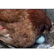 Ordinary Mexican hen lays green eggs