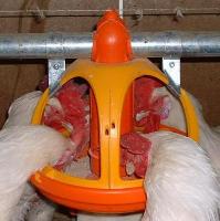 Enzyme technology profits DDGS fed birds