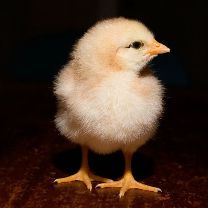 Importance of chick nutritional strategies
