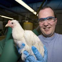 New discovery, scientists take fresh look at poultry disease