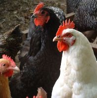 EU to resume poultry imports from the US