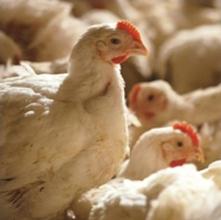 Poultry consumption will increase next 10 years