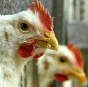 Probiotics to fight Salmonella in poultry