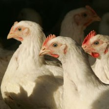 Record reached for US poultry and eggs exports