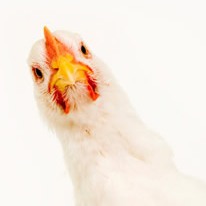 Nanotechnology to create intelligent poultry feed