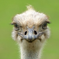 Ostriches bring Vietnam many advantages