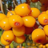 Sea buckthorn berries – the new natural preservative