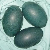 The 600 g green emu egg