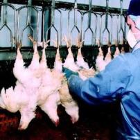 USDA to focus on poultry handling