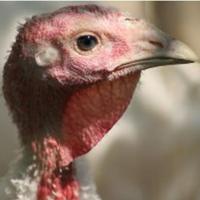New regulations: eliminating salmonella in turkeys
