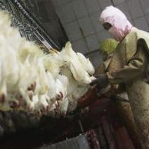 Chicken are not ‘livestock’ – humane slaughter not applicable