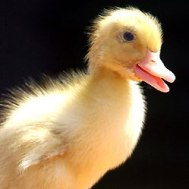 Study: Bacilli in intestines of S. enteritidis-infected ducklings