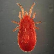 Red mites: potential source of salmonella in poultry houses