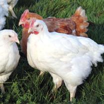 UK: Two new chicken breeds launched