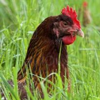 Free-range chickens at ‘no increased infection risk’