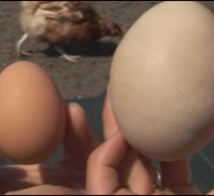 Chicken lays giant egg, UK