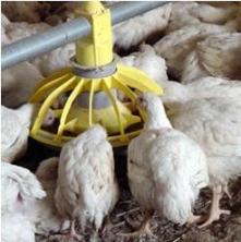 Poultry feed quality needs attention in UK