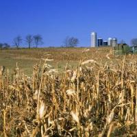 USDA: Effect of biofuels on feed prices is low