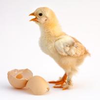 Healthy intestinal bacteria already in chicken eggs