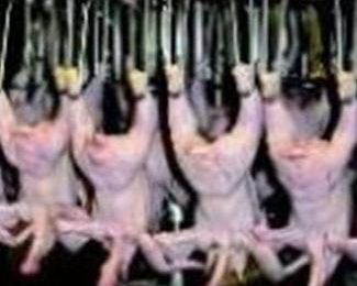 Food defense – USDA surveys poultry slaughter plants