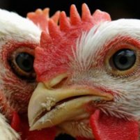 DEFRA publishes report on UK bird flu case