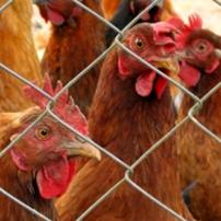 AVMA questions antibiotic ban in animals