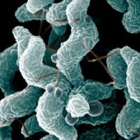 Australia struggles with Campylobacter