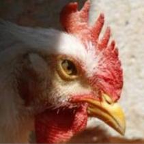Ambitious plans for Chinese poultry industry