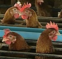 British poultry exports to Hong Kong resume