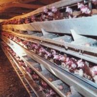 California coalition fights for caged hens
