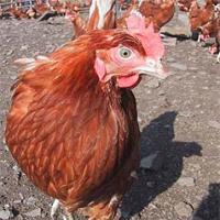 China’s first chicken manure-biogas plant