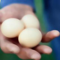 New online tool to serve egg consumers