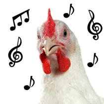 Music helps raise quality chickens